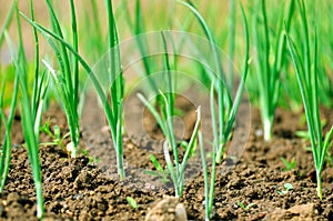 Young onions growing in rows in soil.