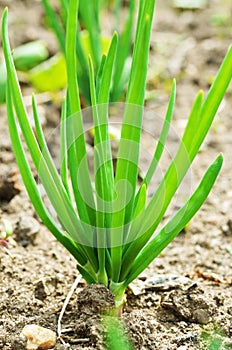 Young onions growing in soil.