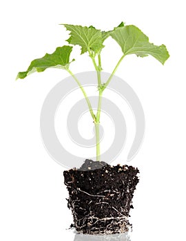 Young opo squash tree