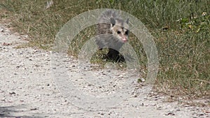 Young opossum walks in Florida grassland