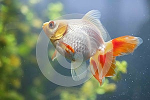 Young Oranda Goldfish