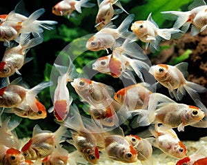 Young Oranda Goldfish, carassius auratus, Aquarium Fishes