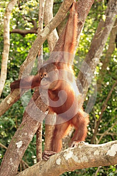 Young Orang-Utan