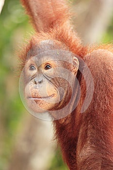 Young Orang-Utan close up