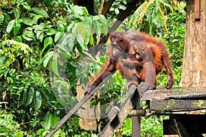 Young Orang-Utan and Mother