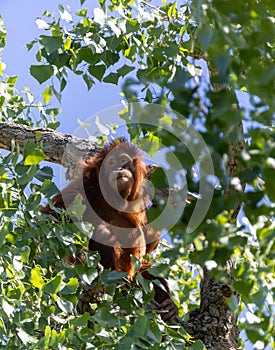 Young orange-colored orangutan perched in a lush green tree