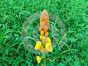 young orange-colored tulip heads in Kalimantan Indonesia