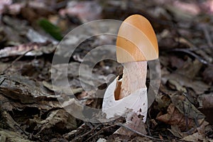 Young orange edible mushroom Amanita crocea growing in the leaves in the deciduous forest.