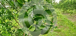 young orange fruits with moth in the branch