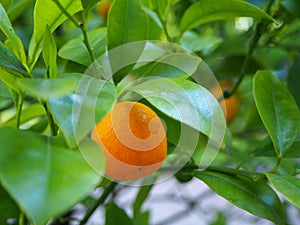 Young orange mandarin fruit Citrus reticulata growing among the green leaves of the tree branch photo