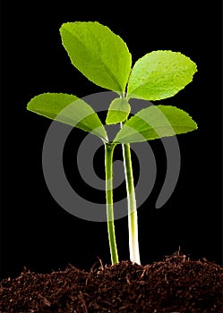 Young orange tree background