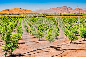 Young orange trees grow in a row in a San Joaquin Valley orchard in California photo