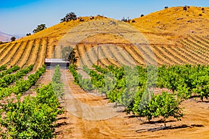 Young orange trees grow in a row in  San Joaquin Valley and younger ones grow on hillside photo