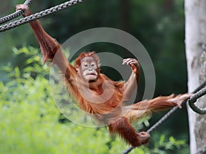 Young Orangutan