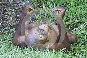 Young Orangutan