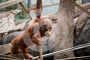 Young Orangutan being playful climbing on ropes