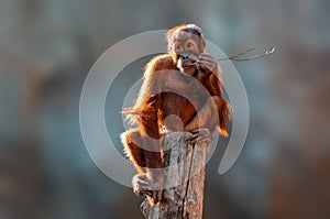 Young orangutan child sitting on a tree