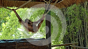 The young orangutan climbed into the gazebo