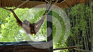 The young orangutan climbed into the gazebo