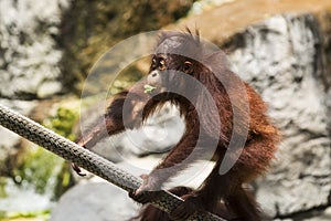 Young orangutan climbing rope