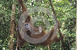 Young Orangutan embracing mother in tree