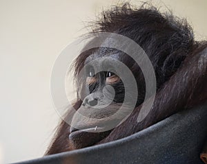 Young Orangutan expression leaves one with emotiuon
