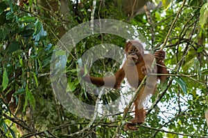 Young orangutan flexible has stopped at the time of the games an