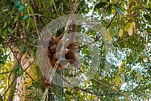 Young orangutan flexible playfully stood on the small tree at th