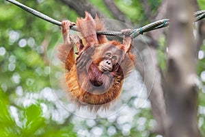 Young Orangutan swinging on a rope photo