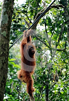 Young orangutan hang on the branch of the tree in the forest.