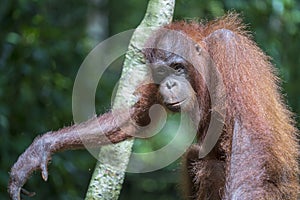 Young orangutan hangs on liana in the jungle