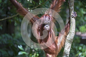 Young orangutan hangs on liana in the jungle