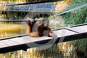 Young orangutan from Paignton zoo. photo