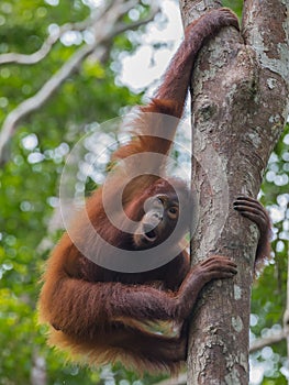 Young orangutan playful sports on a high tree (Kumai, Indonesia)