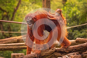Young orangutan is sleeping on its mother