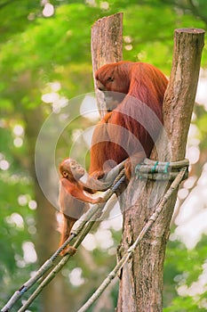 Young orangutan is sleeping on its mother