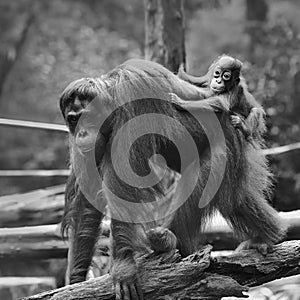 Young orangutan is sleeping on its mother