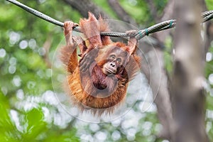 Young Orangutan swinging on a rope