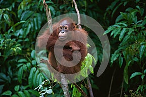 Young Orangutan on the tree