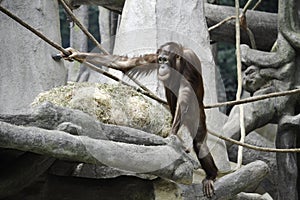 Young Orangutan in Tree