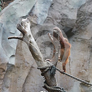 Young orangutan on a tree trunk