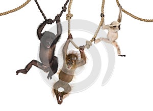 Young Orangutan, young Pileated Gibbon and young Bonobo hanging on ropes photo