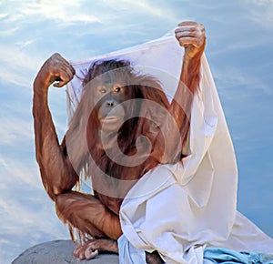 Young Orangutan At ZooTampa at Lowry Park