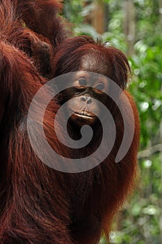 Young orangutang