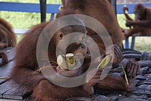 Young orangutans eating bananas