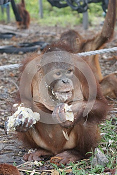Young orangutans eating gruel
