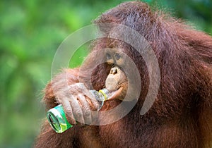 Young orangutans in nature.