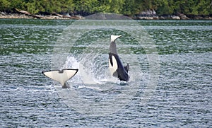 Young Orca enters the ocean after a leap, tail in air, with an adult lob-tailing close by