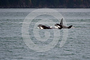 Young Orcas photo