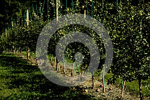 Young Orchard apple farm trees in upstate New York